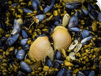 Close-Up Of Clam Shells Ad Blue Mussels, Katmai National Park And Preserve, Alaska