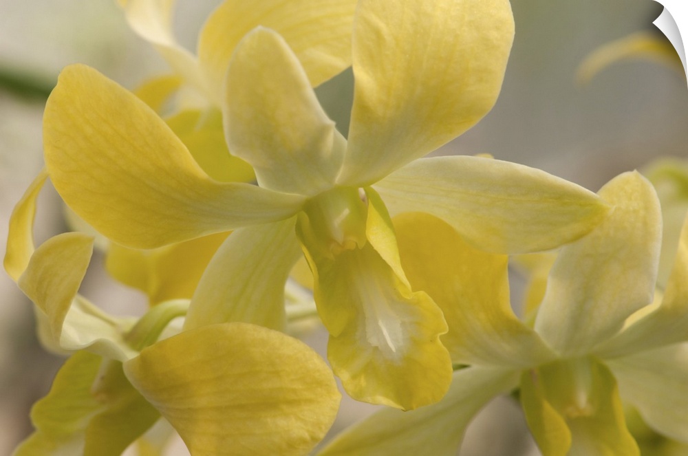 Close up of dendrobium orchid flowers. Wellesley, Massachusetts.