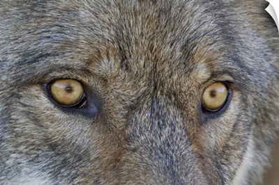 Close Up Of Face And Eyes Of A Gray Wolf, Denal National Park, Interior Alaska