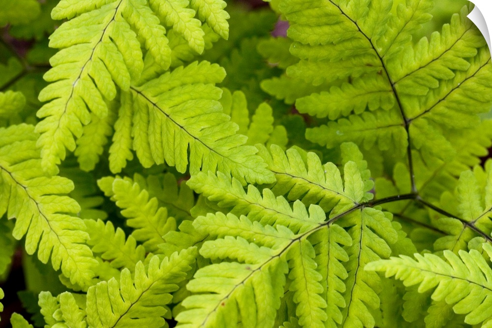 Close up of ferns growing on forest floor near Six Mile Creek Kenai Peninsula Alaska Summer