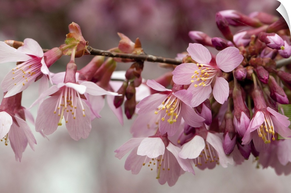 Close up of flowering crabapple flowers, Malus species. Lexington, Massachusetts.