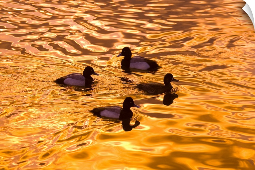Close-up of four wood ducks (aix sponsa) in a pond at sunset with golden sunlight reflected on the surface. Portland, Oreg...