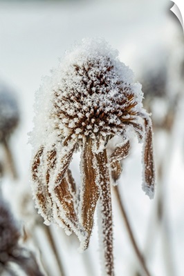 Close-Up Of Frosted Dried Echinacea Stamens, Calgary, Alberta, Canada