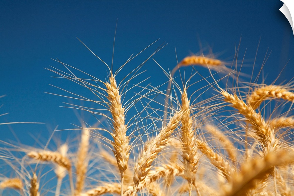 Close-up of golden wheat heads against a bright blue sky in the Willamette valley; Oregon, united states of America.