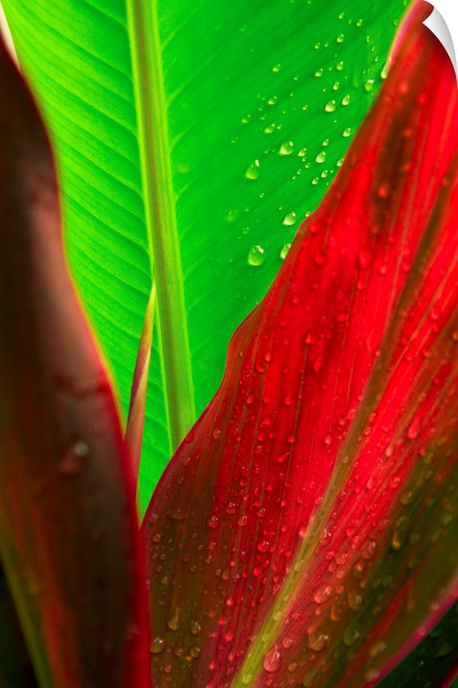 Close-Up Of Green And Red Ti Plants (Cordyline Terminalis)