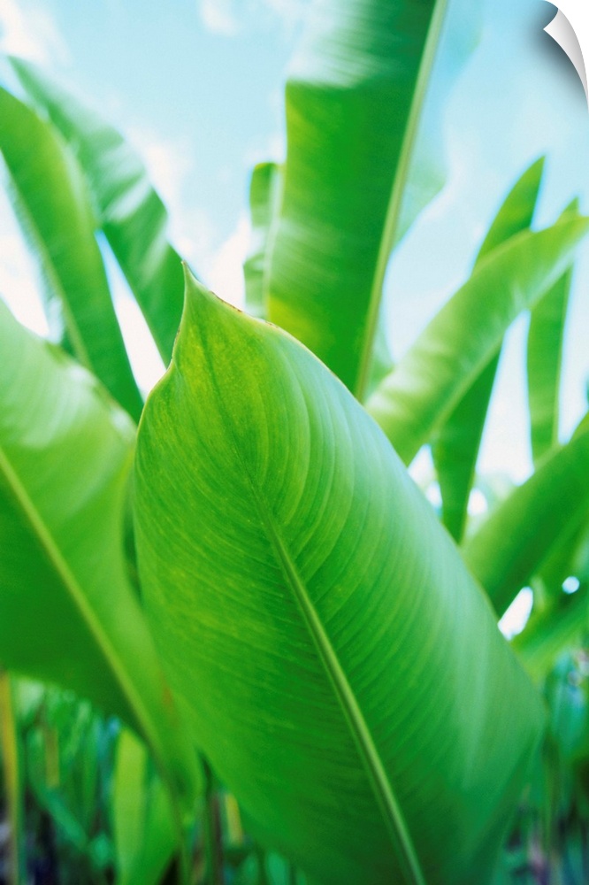 Close-Up Of Green Leaves With Soft Blue Sky Behind