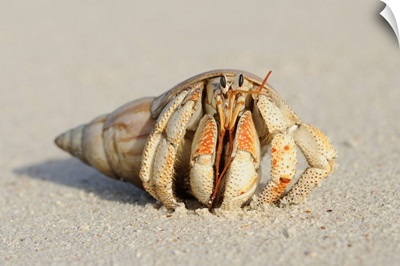 Close-Up Of Hermit Crab (Anomura) On Sand Of Beach, La Digue, Seychelles