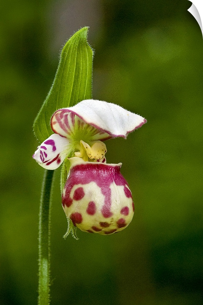 Close up of Lady Slipper  in bloom at the Anchorage Botanical Garden, Southcentral Alaska, Summer
