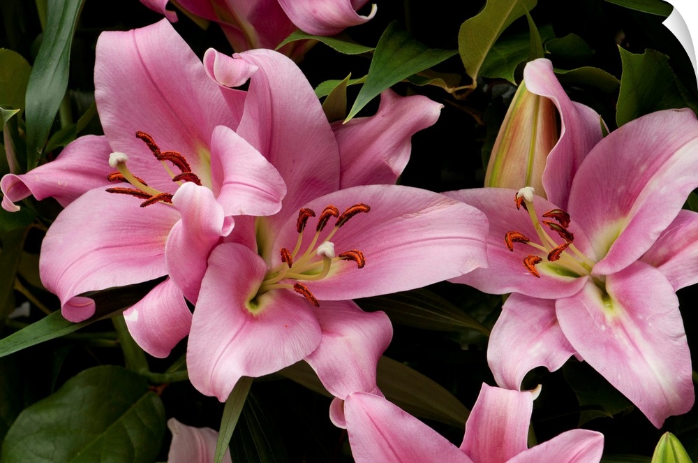 Close up of large pink lilies. Longwood Gardens, Pennsylvania.