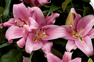 Close Up Of Large Pink Lilies, Longwood Gardens, Pennsylvania