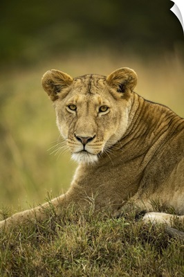 Close-Up Of Lioness In Grass Watching Camera, Serengeti National Park, Tanzania
