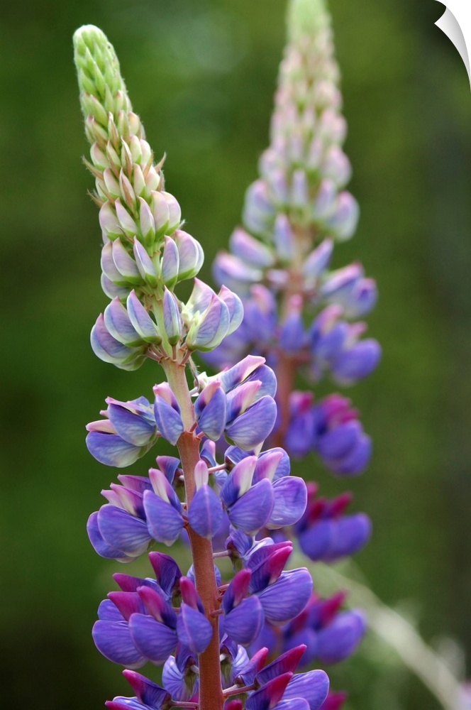 Close up of Lupine flowers (Lupinus sp.). Arlington, Massachusetts. Arlington Massachusetts USA