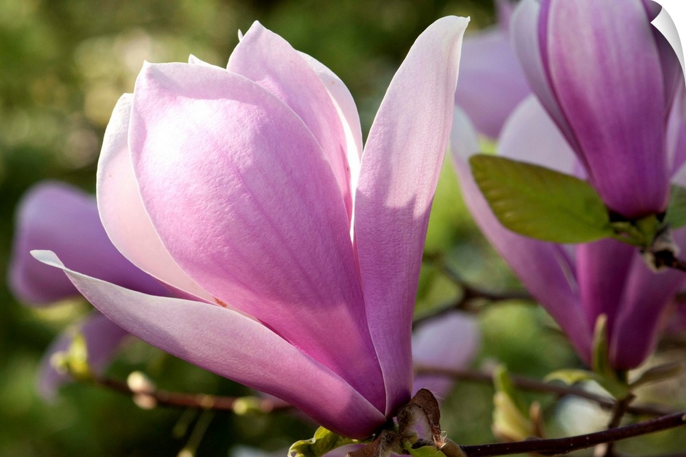Close up of magnolia blossoms, Magnolia species, in springtime.