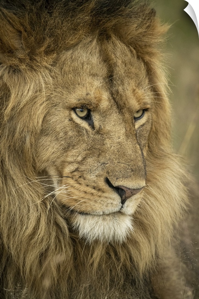 Close-up of male lion (panthera leo) head facing right, Serengeti national park, Tanzania.