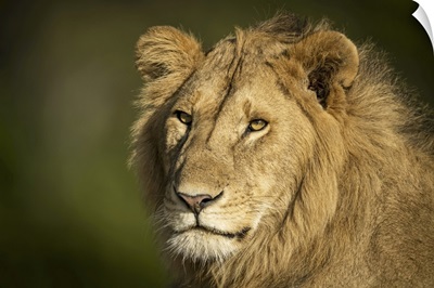 Close-Up Of Male Lion (Panthera Leo) Head And Shoulders, Serengeti, Tanzania