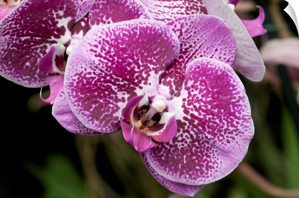 Close up of moth orchids, Phalaenopsis species. Longwood Gardens, Pennsylvania.