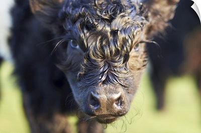 Close-Up Of Newborn Banded Galloway Calf, Cotswolds, Gloucestershire, England, UK
