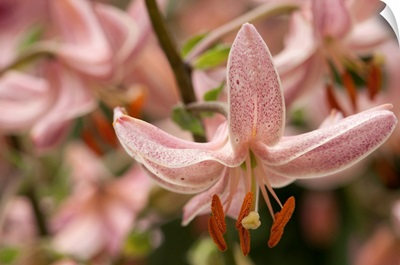Close Up Of Nodding Pink Lily Flowers, Longwood Gardens, Pennsylvania