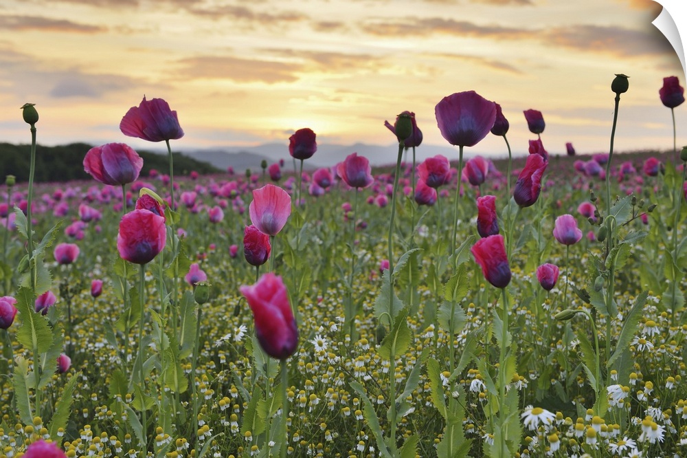 Close-up of Opium Poppy Field (Papaver somniferum) at Sunrise, Summer, Germerode, Hoher Meissner, Werra Meissner District,...