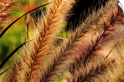Close up of ornamental grasses backlit by the late afternoon sun.; Boylston, Massachusetts.