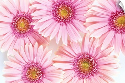Close-Up Of Pink Daisies