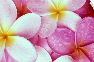 Close-Up Of Pink Plumeria Flowers With Yellow Centers, Water Droplets