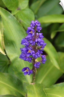 Close-Up Of Purple Cluster Of Flowers