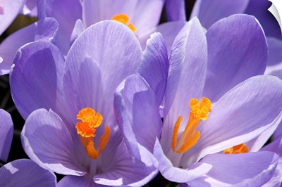 Close up of purple crocus flowers with orange pistil and stamens.; Arlington, Massachusetts.