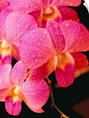 Close-Up Of Purple Vanda Orchid Flowers On Plant, Dew Water Droplets