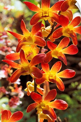 Close-Up Of Red And Yellow Dendrobium Orchids On Plant, Outdoors