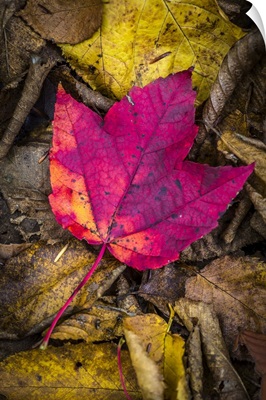 Close-Up Of Red Maple Leaf On Forest Floor Amongst Brown Decomposing Leaves