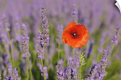Close-Up Of Red Poppy In Lavender Field, Provence, France