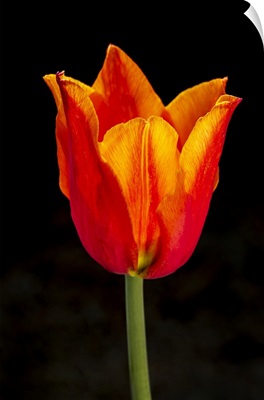 Close-Up Of Single Orange Tulip