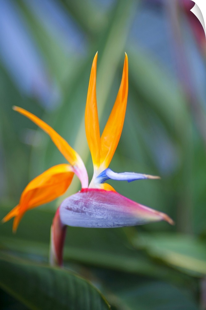 Close up of the dramatic bird of paradise flower (strelitzia reginae), Paia, Maui, Hawaii, united states of America.