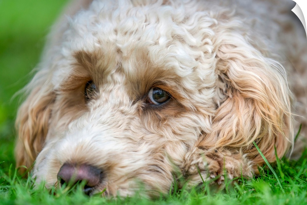 Close-up of the face of a blond cockapoo resting on the grass; North Yorkshire, England