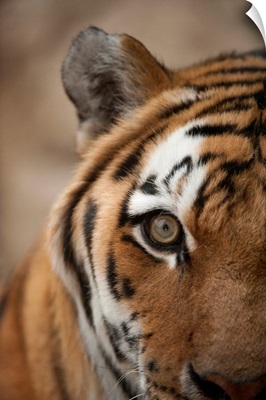Close-Up Of The Face Of An Amur Tiger, Also Called A Siberian Tiger, Omaha, Nebraska