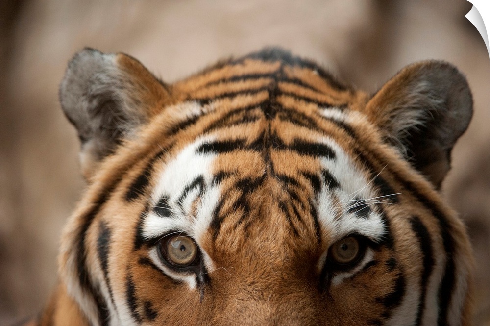 Close-up of the face of an amur tiger (panthera tigris altaica), also called a Siberian tiger, with detail of the fur mark...