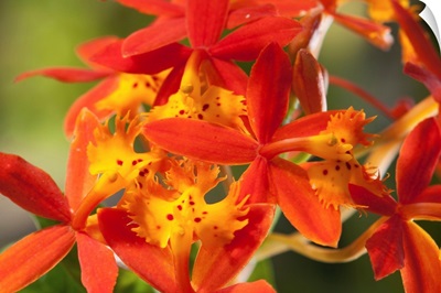 Close up of the flowers of a crucifix orchid, Epidendrum radicans.; Framingham, Massachusetts.