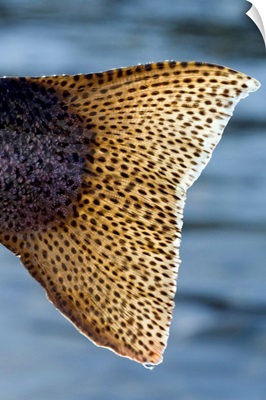 Close up of the tail of a Rainbow Trout backlit by sunshine, Kenai River, Alaska