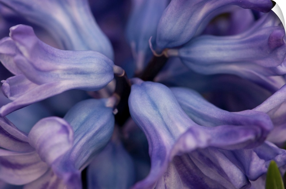 Close up of the top of a purple hyacinth flower, Hyacinthus orientalis. Wellesley, Massachusetts.