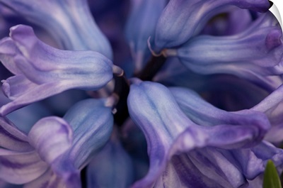 Close Up Of The Top Of A Purple Hyacinth Flower, Wellesley, Massachusetts