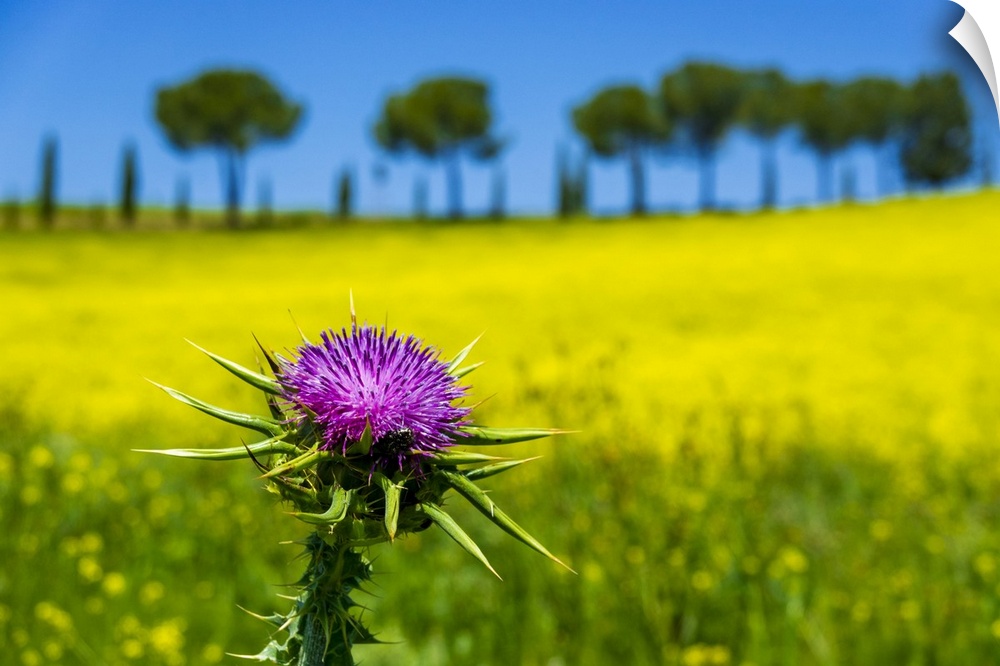Close-up of thistle in front of a canola field in Tuscany, Italy.