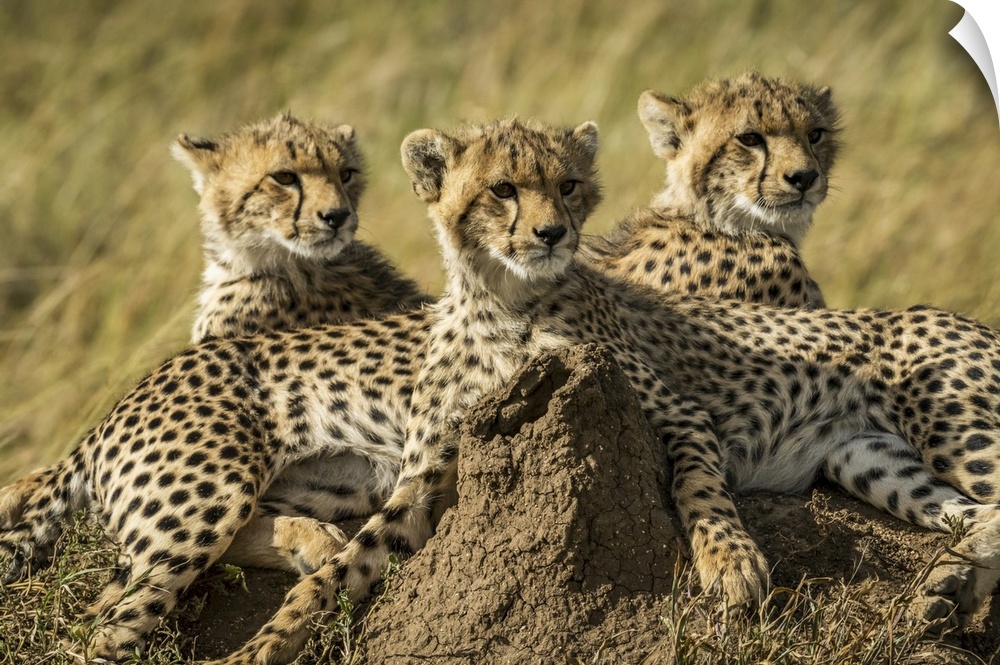 Close-up of three cheetah cubs (acinonyx jubatus) lying together, Serengeti, Tanzania.