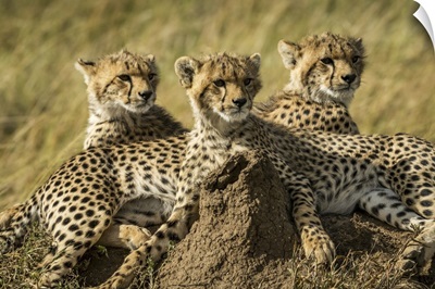 Close-Up Of Three Cheetah Cubs (Acinonyx Jubatus) Lying Together, Serengeti, Tanzania
