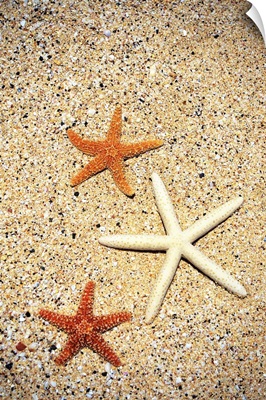 Close-Up Of Three Starfish On Sand