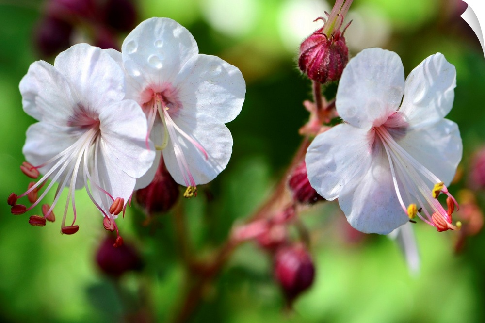 Close up of three white and pink flowers.