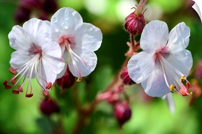 Close up of three white and pink flowers.; Cambridge, Massachusetts.