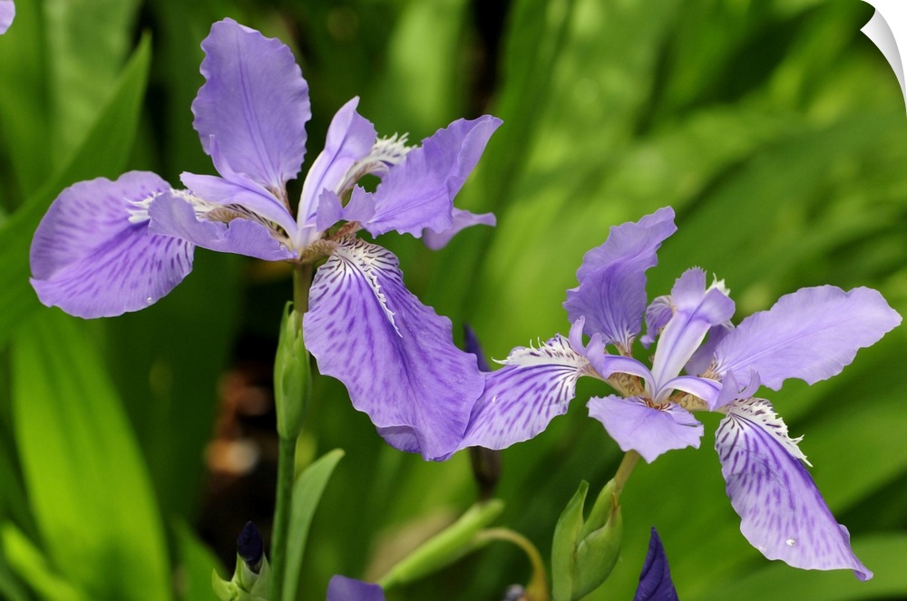 Close up of two blood iris flowers, Iris sanguinea, in spring. Atlanta Botanical Garden, Atlanta, Georgia.