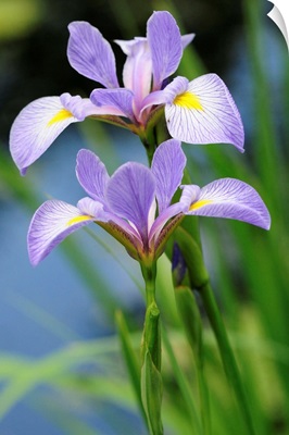 Close up of two blue flag iris flowers, Iris versicolor, by a pond.; Framingham, Massachusetts.