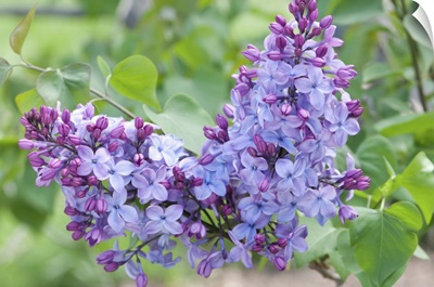 Close Up Of Two Clusters Of Louvois Lilac Flowers, Jamaica Plain, Massachusetts